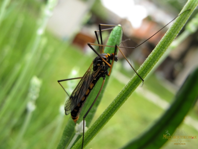 Nephrotoma crocata