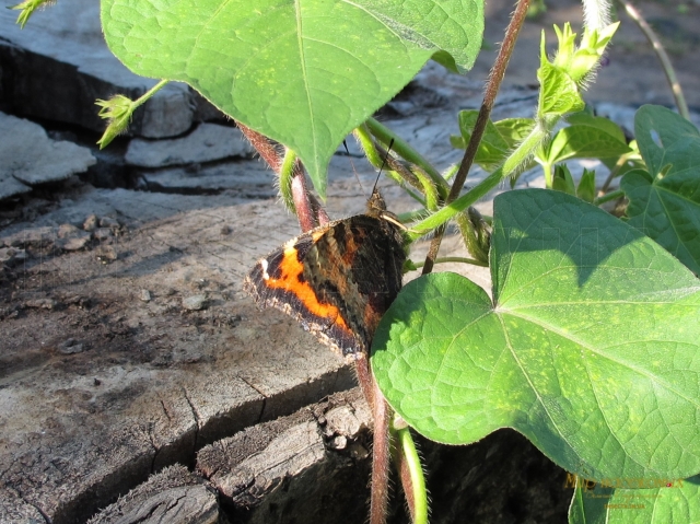 Aglais urticae