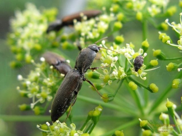 Agriotes lineatus