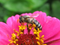 Apis mellifera