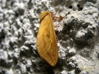 Hepialus humuli