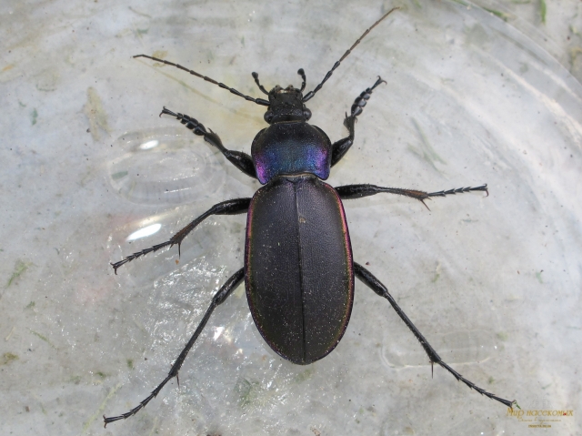 Carabus violaceus