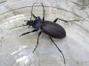 Carabus violaceus