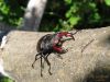 Lucanus Cervus