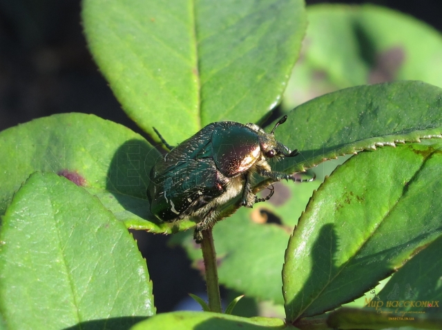 Cetonia aurata