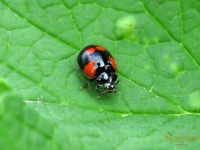 Adalia bipunctata