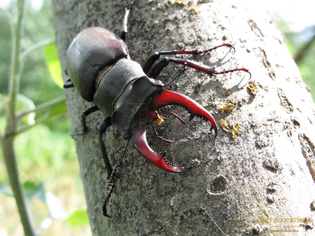 Lucanus Cervus