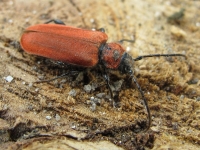 Pyrrhidium sanguineum