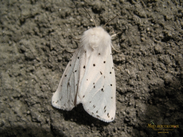 Spilosoma lubricipeda