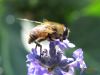 Eristalis arbustorum