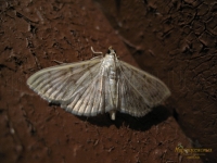 Haritala ruralis