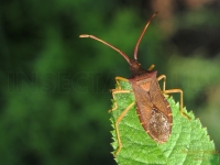 Coreus marginatus