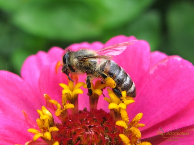 Apis mellifera