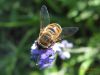 Eristalis arbustorum