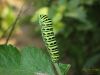 Papilio Machaon