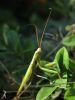 Mantis religiosa