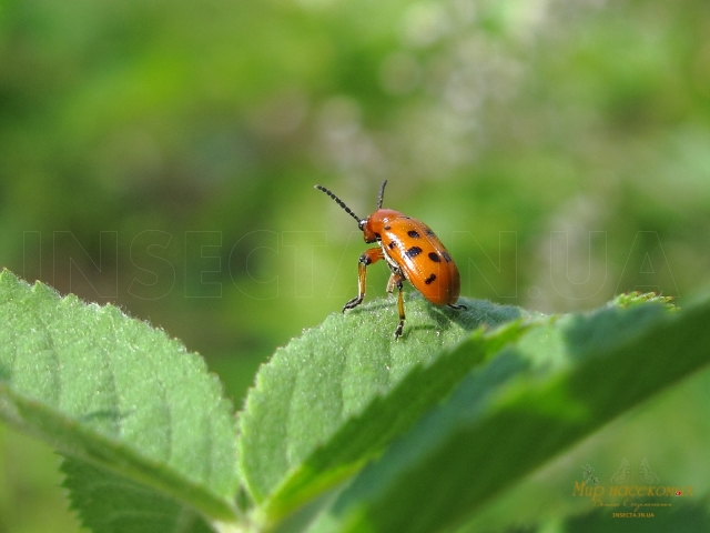 Crioceris duodecimpunctata