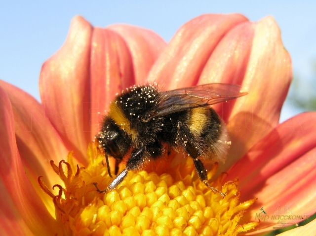 Bombus terrestris