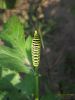 Papilio Machaon