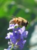 Eristalis arbustorum