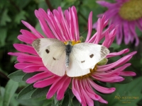 Pieris brassicae