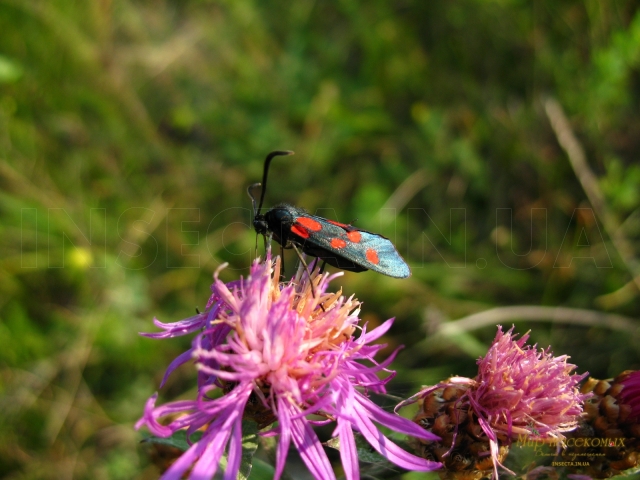 Zygaena lonicerae