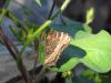 Aglais urticae