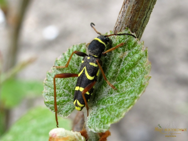 Clytus arietis