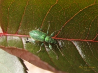 Phyllobius argentatus