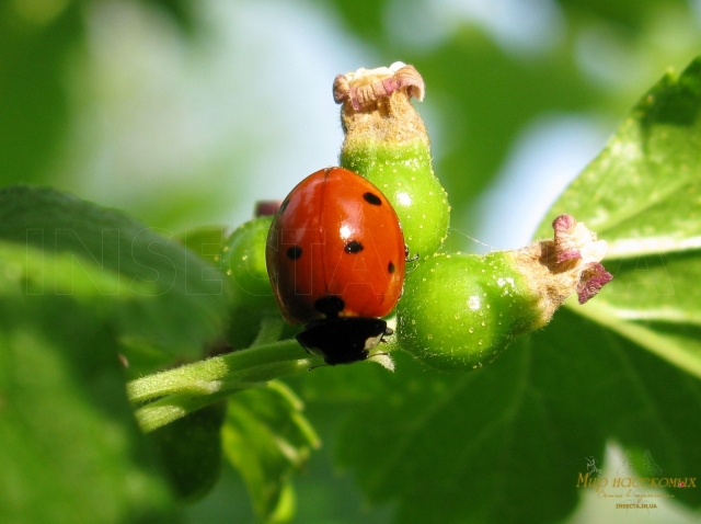 Coccinella septempunctata