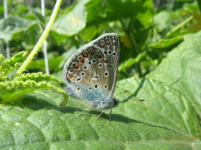 Polyommatus icarus