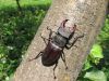 Lucanus Cervus