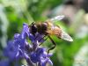 Eristalis arbustorum