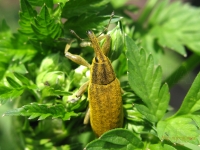 Lixus paraplecticus