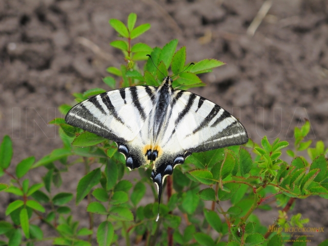 Iphiclides Podalirius