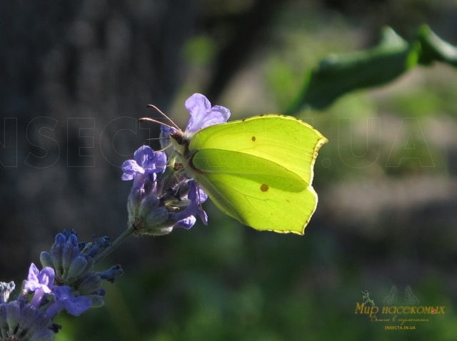 Gonepteryx rhamni