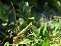 Mantis religiosa