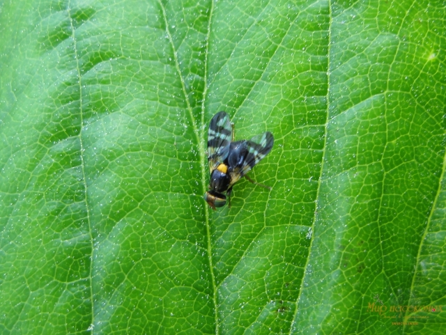 Rhagoletis cerasi