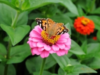 Vanessa Cardui