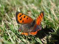 Lycaena phlaeas