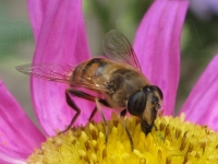 Eristalis arbustorum