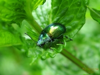 Chrysolina fastuosa