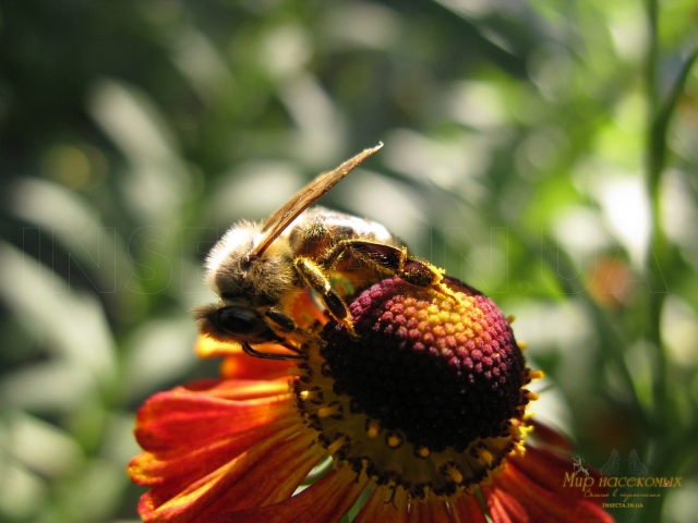 Apis mellifera