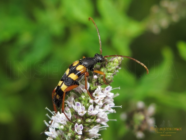 Leptura quadrifasciata