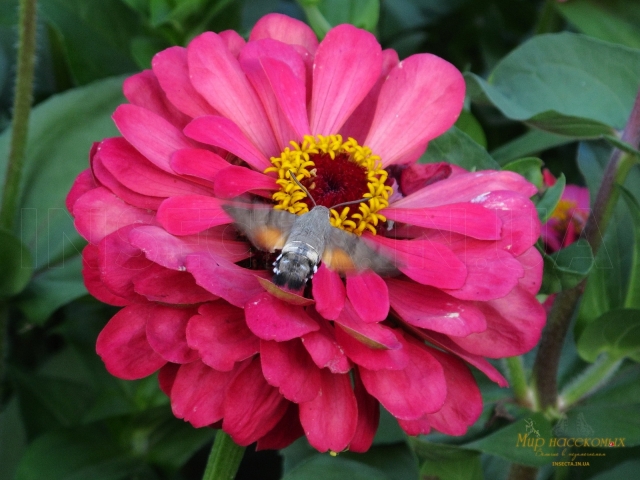 Macroglossum stellatarum