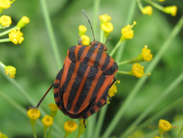 Graphosoma lineatum