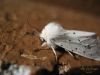 Spilosoma lubricipeda