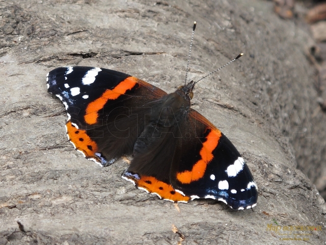 Vanessa Atalanta