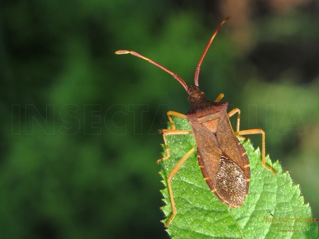 Coreus marginatus