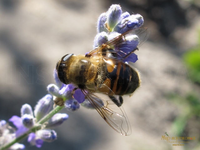 Eristalis arbustorum